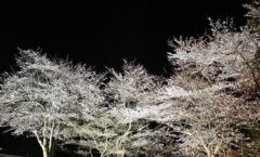 春は桜花に入りて禅庭に満つ